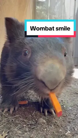 Have you ever seen a more perfect smile? 🤓 #wombat #sandiegozoo #skiptothegoodpart 