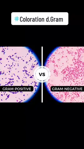 Différenciation des Bactéries Gram+/Gram- #microscope #microbiology #gram #laboratoire 