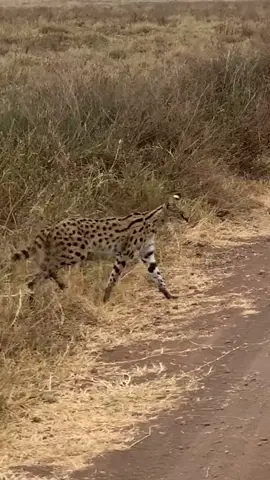 Serval on the hunt #animalattack #africa #safari #tanzania