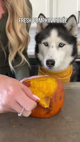 Pumpkin purée is a staple in our house and it’s so easy to make! All you have to do is gut the pumpkin, bake at 400 degrees for about an hour (time will vary based on the size of the pumpkin), peel and blend. It will be good in the fridge for about a week and you can freeze whatever you don’t need to use later or as a frozen treat like I did! 😊 IB: @My Nguyen #fall #pumpkin #dog #treat 