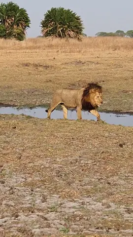 The heavyweight jump!  📍Kafue National Park, Zambia Photographer Credit:- @a.r.d_photography  #wildfreelions #wildlife #lion #animals 
