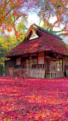 奈良公園の水谷茶屋で鹿と紅葉 Autumn leaves and a deer🍁🦌 in Nara park #japan #紅葉 #autumnleaves #deer #鹿 