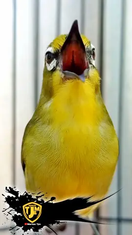 Pleci Edan 😀 Pleci Full Buka Paruh  Pleci Full Nembak  Pleci Gacor Pleci Dakun  Pleci Dakun Pacitan  _________________________ #pleci #plecigacor #plecinembak  #plecinembakpanjang #plecinembaksejalur #plecinembakwitwit  #plecidakun #plecidakunpacitan #plecimerapi #plecidakbal  #plecimania #plecimaniaindonesia  #pcmi #pcmiindonesia  #zosterops #masteran #masteranpleci  #masteranplecigacor #masteranplecingewitwit #masteranburung  #burung #burungpleci  #burungpintar #burunggacor  #jendol #jendoltjm  #markastjm #chanelmarkastjm  #fyp #fypシ #fypシ゚viral #fyptiktok  #trend #trending #viral #viralvideo  #trendingvideo  #shorts #shortsvideo #feed #feedshorts 