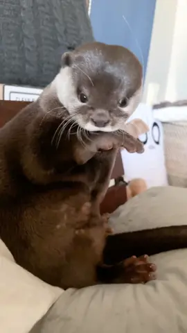 Left Hand Scratch, Right Hand Chew! ぽりぽり #カワウソ #otter #otters #otterlover #animal 
