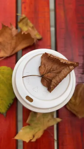 #рекомендации #осень #🍁 #🍂 #кофе #врек #солнце #листья #атмосферно 