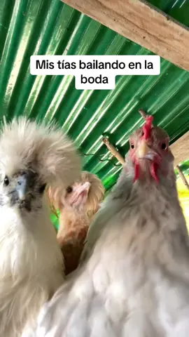 Nunca antes un vídeo representó tanto a mis tías  Vídeo cedido por @Ilgallinaio_special  #gallinas #granja #pegao #boda #humor 