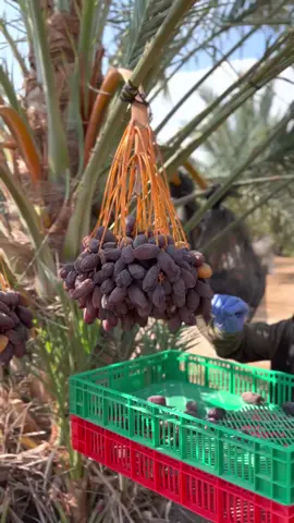 Medjool Harvesting #kurma #datessweet 