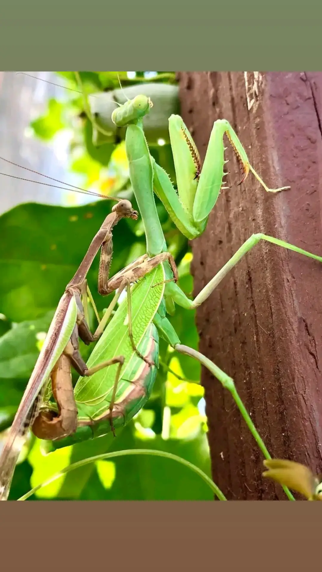 immediately after mating female praying mantis turns and eats the male. in order to fertilize the eggs, the proteins required are in the haemocoel of the male.