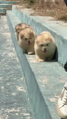 đã bảo đi cẩn thận rùi mà 😂😂😂#xuhuong #funnyvideos #viralvideo #dog #cutedog 