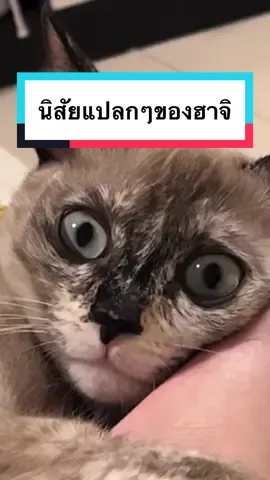 นิสัยแปลกๆของฮาจิ 😂 จนตอนนี้ก็ยังเป็นอยู่เลย แม่จะเป็นตะคริวค่าาาาา 🤦🏻‍♀️ #hungryhaji #hajicat8 #addyours #แมวตลก #สวนสัตว์tiktok #catsoftiktok #นิสัยแมว 