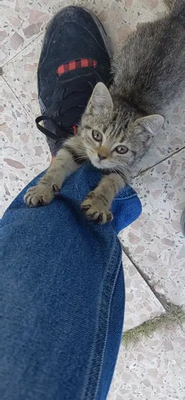 #catlovers #catloversclub #catloversworld #persiancatlovers #ragdollcatlovers #siamesecatlovers #catloversofinstagram #bengalcatlovers #catloverscatoftheday #catloversday #catloversunite #blackcatlovers #catloversindonesia #featuremycatlovers #orientalcatlovers #instacatlovers #siberiancatlovers #catloversonly #catloversclubs #catloversworldworld #catloverstreet #birmancatlovers #mainecooncatlovers #hkcatlovers #tabbycatlovers #catloverscommunity #catloversgalaxy #persiancatloversph #sgcatlovers #giftsforcatlovers #catloverschile #crazybengalcatlovers #malangcatlovers #catlovers365 #crazycatlovers #somoscatlovers #catsofinstagramcatlovers #catloversworldwide #greycatlovers #catloversjakarta #fyp #fypシ #fypage #trend #viralvideo #viraltiktok #catlovers #cat #pets #petparent #catsoftiktok #foru #cats #trending #foryou #kitten #قطط_مضحكة_لطيفة #قطط_كيوت #قطط #cutecat 