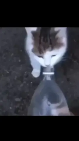 goofy #cats #gato #cat #sillycat #catlover #catsoftiktok #catcore #foryou 