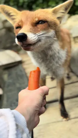 Is this just the appetizer?😳 what will she eat next? #asmr #asmrsounds #asmrvideo #fox #fuchs #kikithefox #kikifoxfamily #nopets 