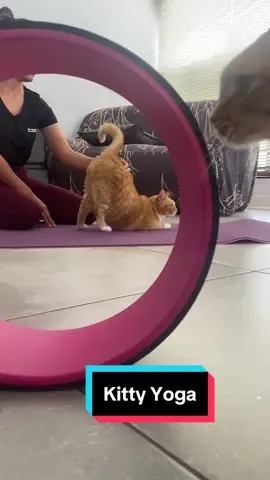 Kitty yoga #catsoftiktok #cats #yoga 