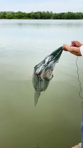 How to use foldable Umbrella Fishing Trap  #bowfishing #fishing #fyp #fishingtime #fishingcamp #fishingcamping #fishingvideos #mostsatisfying #fishingtips #fishingtiktoks #fishingusa #fishingtrap #fishingumbrella #automaticfishing 