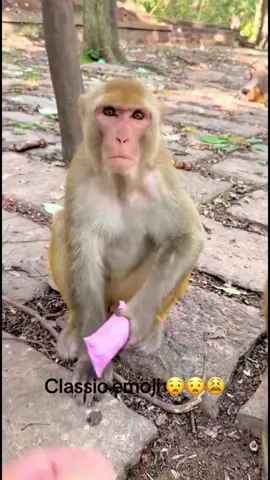 Hhhh so funny😧😧#fyp #monkey #animals 