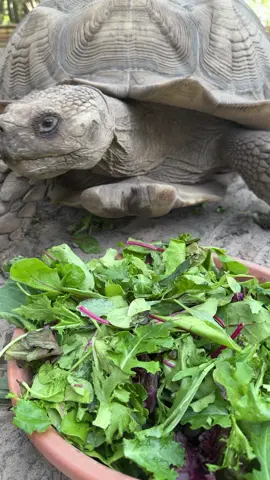 When youre trying to feed him but he would rather eat your phone 😂 Jumanji is an African spur thigh tortoise, the third largest tortoise species in the world!! Sadly these tortoises are often sold as babies to people who have no clue or capacity to properly take care of them and they often suffer major health issues in captivity under improper care. Jumanji here is a huge healthy boy and we’re happy to have him!! #Tortoise #sulcata #Animal #reptile #Animals #Rescue #RescueAnimals #AnimalRescue
