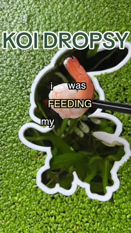 why is my fish so thicc? 🤔🤰 #fishtok 