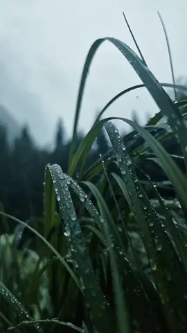 #livewallpaper #wallpaper #wallpapers #hdwallpaper #4klivewallpaper #RainOnGreenGrass #RainyDay #NatureRainfall #GreeneryRefreshed #RainyScenery #GrassUnderRain #SoothingRain #RefreshingDownpour #NaturePhotography #RainyMood #RainyBeauty 