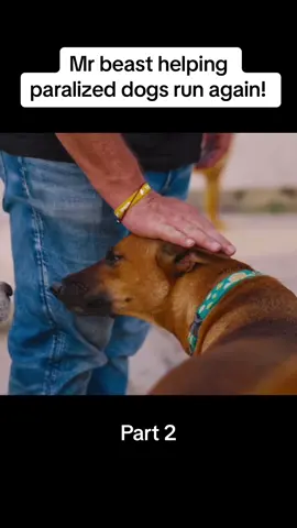 Part 2 - Mr beast helping paralized dogs run again #dog #mrbeast #helping #fy #fyp #fypシ 