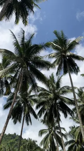 Cek lokasi #kebun #pohonkelapa 
