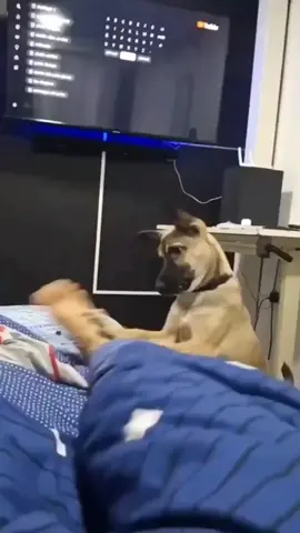 Dog Alarm #wakeupalarm #alarmclock #dogsoftiktokviral #dogs #funnydogs