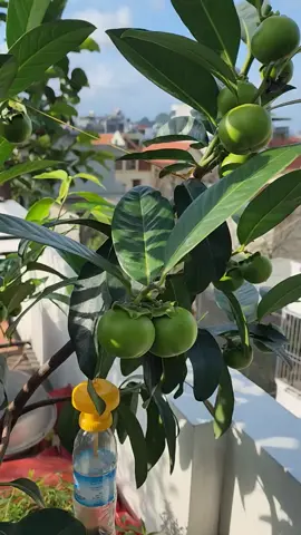 Hồng socola trồng ở Quảng Ninh 👍 quá chời quả luôn ạ 😍 #hồng_socola #hongsocola #caygiong #nhavuondatnhung #xuhuong #tiktok 