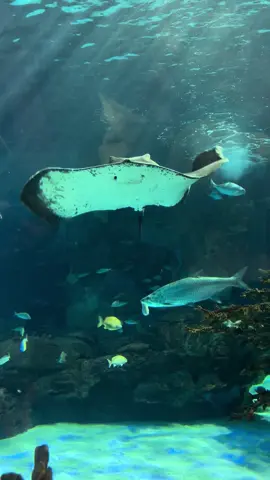 Smiling Stingray at Ripley’s Aquarium of Canada, Toronto, ON. 🇨🇦  #foryou #tiktok #trending #viral #follow #canada #toronto #ripleysaquarium #sealife #stingray #smile #like 