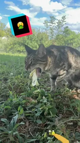 Cat vomiting pt.II  Top much cat nip!! #cats #gatto #catsoftiktok #neko #catlife #meow #cat #viral #vomit #vomiting 