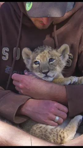 Sirga was born in a facility for so called problem animals. Her parents were wild lions captured on cattle ranches. In the facility they would wait to be released again. Sirgas mother could not move away from the rest of the pride in the facility to nurse her newborn cubs - so she neglected them. Sirga was the only survivor. She’s now 12 years old and in her prime. Finding a wild home for Sirga and being her family is the biggest responsibility I have ever had - and the biggest adventure.