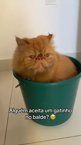 Alguém aceita? 🥺