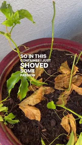 #passionfruit #passionfruits #passionfruitcuttings #cuttings #vines 
