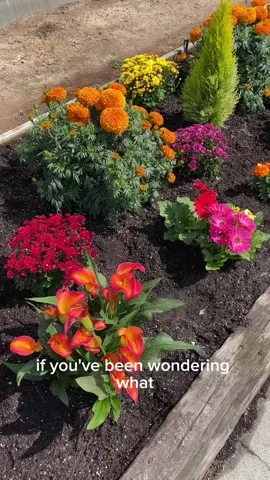 Here's what you should be planting this season📝 #fallgardening #gardeninspo 