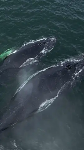 Momma Humpback guiding her calf through the bay today. This youngster will be on its own here pretty soon🤗 We also saw hundreds of Common dolphins & some active whales. Stay tuned for more, better yet, come see them in person! 🐳Book now using link in bio🎉 #whalewatching #whale #tail #humpbackwhale #breach #jump #fly #low #news #media #lunges #wildlife #montereycalifornia #coast #cali #sun #fun 