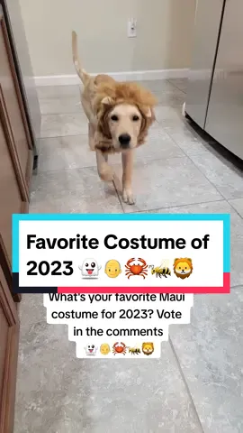 What is your favorite Maui costume? 👻👴🦀🐝🦁#goldenretriever #halloween #puppy #puppiesoftiktok #dogsoftiktok #goldensoftiktok #goldenretrieverlife #fyp #foryou 