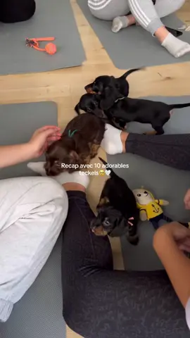On meurt d'amour pour ces adorables chiots teckels😭🤍 #activiteparis #puppyyogaparis #puppyyoga #puppylove 