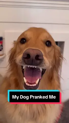 My dog got his sweet revenge! #dog #goldenretriever #dogsoftiktok 