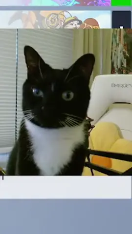 Dont fprget to watch on the other platform i guess #cats #clips #mothgardener 