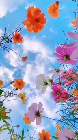 beautiful flower#laguestetik #fyp 