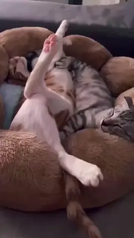 🤣