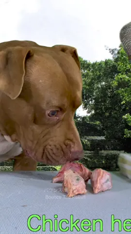 Dog  eating mukbang#satisfying 