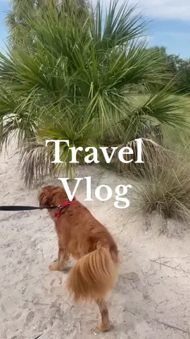 It wouldnt be a moving vlog if it wasnt a little chaotic!! Cooper went to the beach for the first time!!! #Vlog #moving #dayinthelife #nflwife #nfllife #footballwife #footballlife #tampabaybuccaneers #packing 