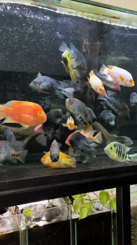 Sunday Vibes: Aquarium Day #cichlids #aquarium #fish #centralamerica #southamerica #vieja 