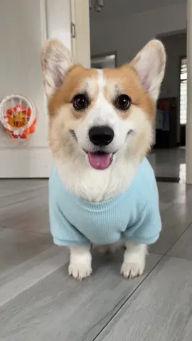 #dog #corgi #corgipuppy 