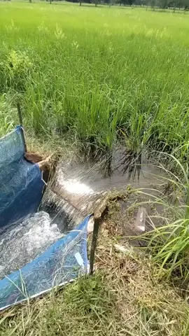 #วิถีชาวนา #ดักปลา #หาอยู่หากิน #แบบบ้านๆ 