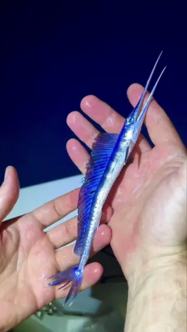 What do you think this little fella grows up into? Assuming he survives that horrible release… #dailysaltwater #fishingtok #sailfish #babyfish #swordfish #marlin #billfish #juvenilebillfish #babymarlin #fyp #foryoupage #fypシ #foryou 