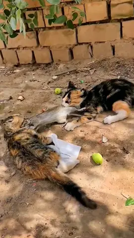 😁😁#thucung #thucungvuinhon #meow #cat #catsoftiktok #viral #PetsOfTikTok #pets #pet #viral #LearnOnTikTok #Master2023byTikTok 