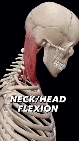 Neck/Head Flexion: The act of bending the neck to move the chin toward the chest.  Agonists (Prime Movers): Longus colli (vertical fibers), longus colli (superior oblique fibers), longus colli (inferior oblique fibers), longus capitis, rectus capitis anterior, rectus capitis lateralis, anterior scalene, sternocleidomastoid.  Animation @visible.body app  #neckpain #neckpaintreatment #neckpainexercises #osteopathy #osteopathic #osteopathictreatment #osteopaths #osteopathystudent #physiotherapy #physiotherapist #chiropractic #manualtherapy