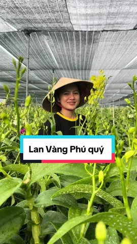 Lan Vàng Phú quý,🤩 đẹp từ thân lá, sức sống mạnh, màu tươi đẹp #tỷphúlanrừng #dendro #hoalan 