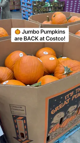 🎃 Jumbo Pumpkins are BACK at Costco! Such a good deal too! ($5.99) #costco #pumpkin #pumpkincarving #halloween 